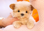 TOY POODLE YAVRULARIM